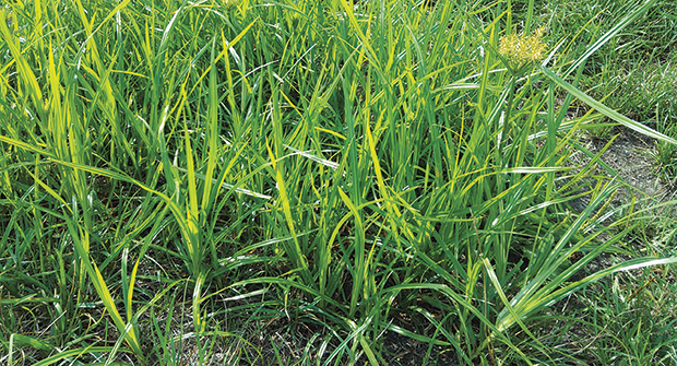 Nutsedge often has a lime-green color and grows about twice as quickly as regular turfgrass. (Photo courtesy of PBI-Gordon Corporation)