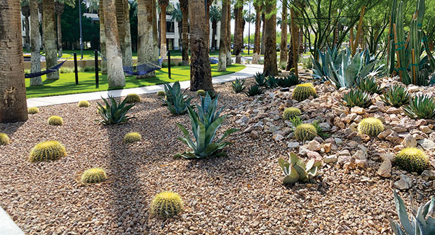 Xeriscape plantings (Photo: Steve Swanson)