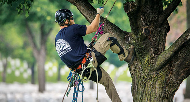 Rainbow Treecare employee climbing tree (Photo: Rainbow Treecare)