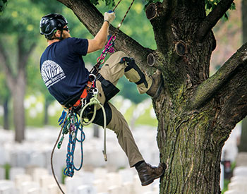 Rainbow Treecare employee climbing tree (Photo: Rainbow Treecare)