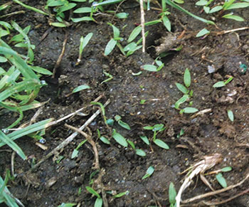 Nondense stand of turf (Photo: Bob Mann)