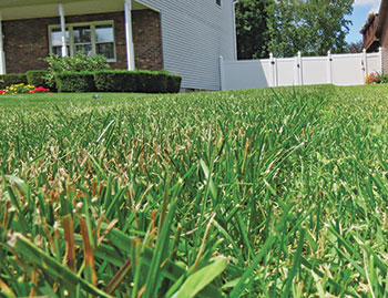 Crabgrass in lawn (Photo: Bob Mann)