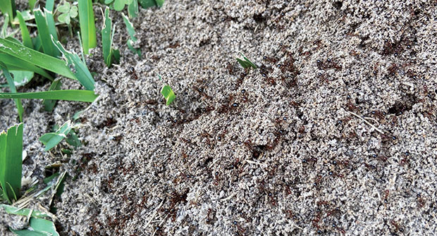 Fire ant mound (Photo: Quali-Pro)