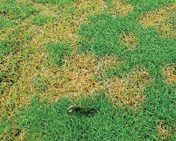 Pythium blight (Photo: PBI-Gordon Corp.)