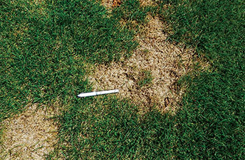 Summer patch (Photo: PBI-Gordon Corp.)
