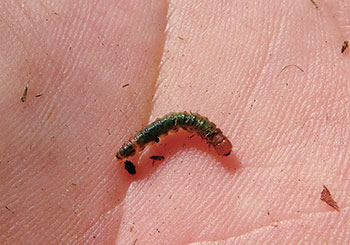 Sod webworm (Photo: Quali-Pro)