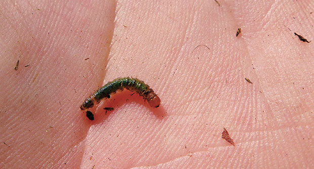 Sod webworm (Photo: Quali-Pro)