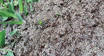 Fire ant mound (Photo: Quali-Pro)