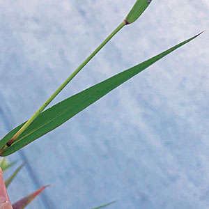 Foxtail (Photo: PBI-Gordon)