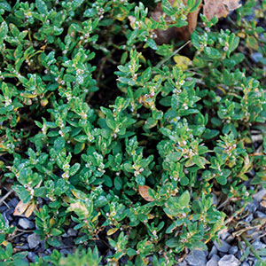Knotweed (Photo: PBI-Gordon)