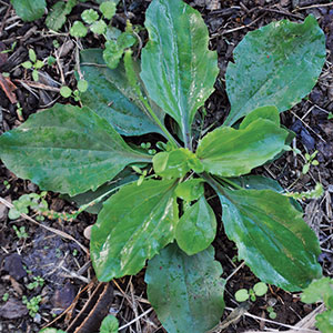Plantain (Photo: PBI-Gordon)