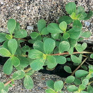 Purslane (Photo: PBI-Gordon)