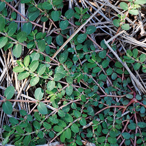 Spurge (Photo: PBI-Gordon)