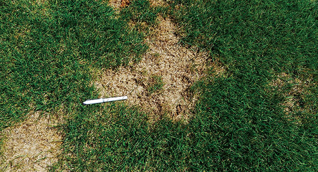 Summer patch (Photo: PBI-Gordon Corp.)
