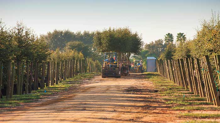 Reduced production before 2020, winter storms and increased demand has caused a plant shortage. (Photo: Cherrylake)