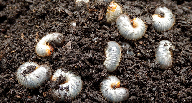 Grubs in soil (Photo: Nufarm)