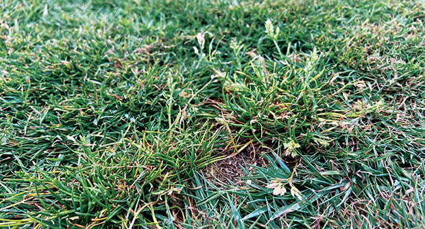 Poa annua in a lawn (Photo: Ben Pease)