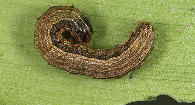 Turf-loving fall armyworms are damaging turf from Illinois through Connecticut (Photo by: Lyle Buss, University of Florida).