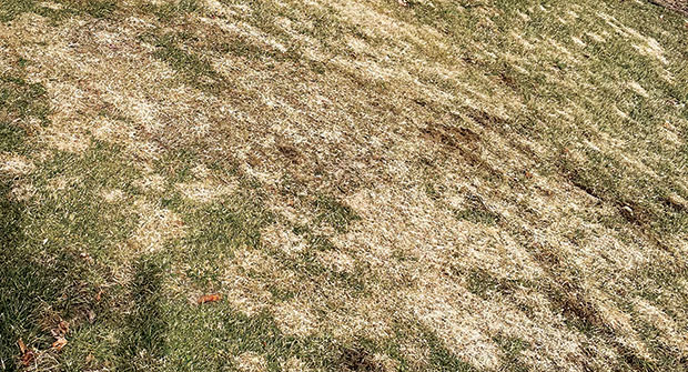 Snow mold in a lawn (Photo: Brian Aynardi, Ph.D., PBI-Gordon Corp.)