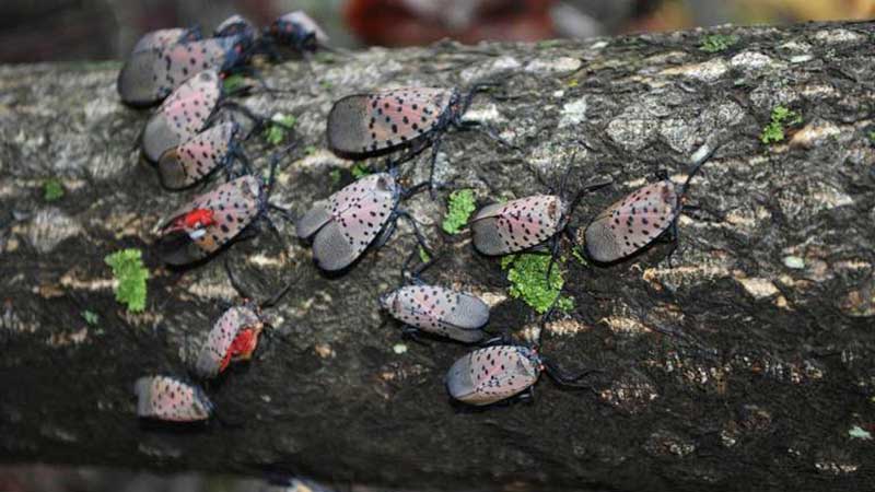 (Photo: Lawrence Barringer, Pennsylvania Department of Agriculture, Bugwood.org)
