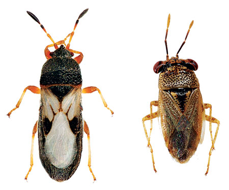 Chinch bugs (left) from big-eyed bugs (right) for the best control. (Photo: D. S. Reiland)