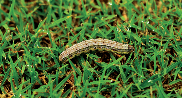 Typically a southern pest, the fall army worm marched northward to the Northeast and the Upper Midwest this year. (Photo: Lyle Buss, University of Florida)