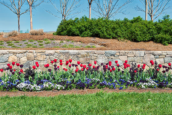 Landscape project at Chapel Hill (Photo: Brian Mullins)
