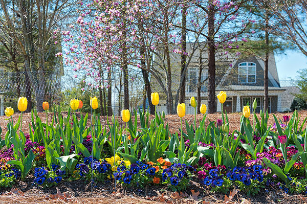 Landscape project at Chapel Hill (Photo: Brian Mullins)