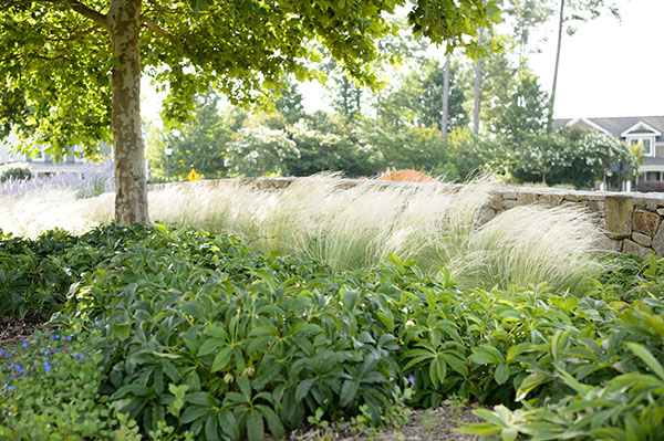 Landscape project at Chapel Hill (Photo: Brian Mullins)