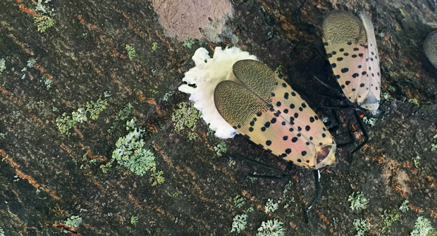 The best way to stop the spotted lanternfly’s spread is to scout for egg masses, which resemble mud splatters. Females can lay eggs on almost any surface. Expect higher populations around tree of heaven. (Photo: Emelie Swackhamer, Penn State Extension)