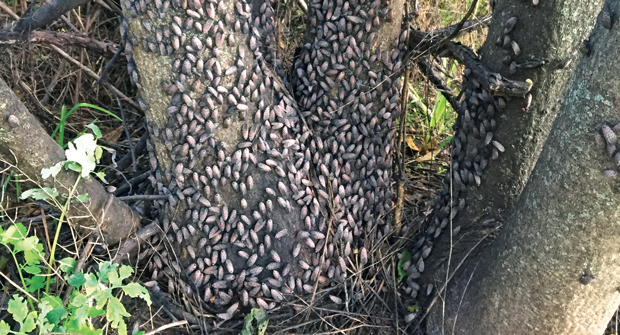 Spotted lanternflies amass in forested areas on properties. (Photo: Emelie Swackhamer, Penn State Extension)