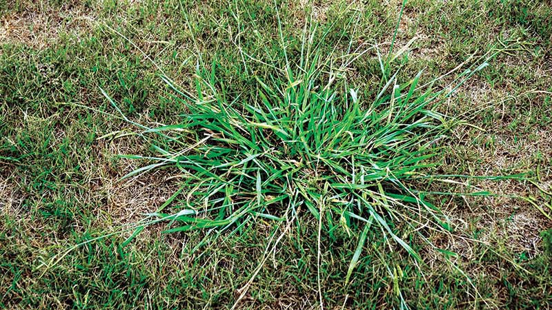 Dallisgrass is a troublesome weed that many lawn care operators struggle to control. (Photos: PBI-Gordon Corp.)