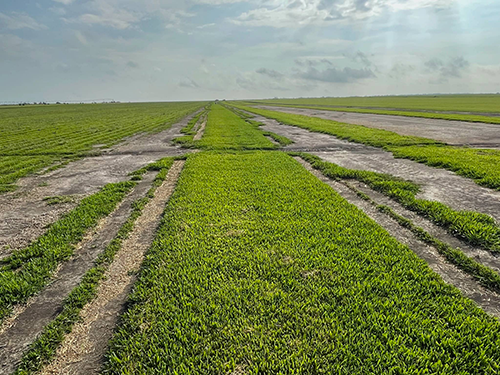A field of Cobalt hybrid St. Augustinegrass