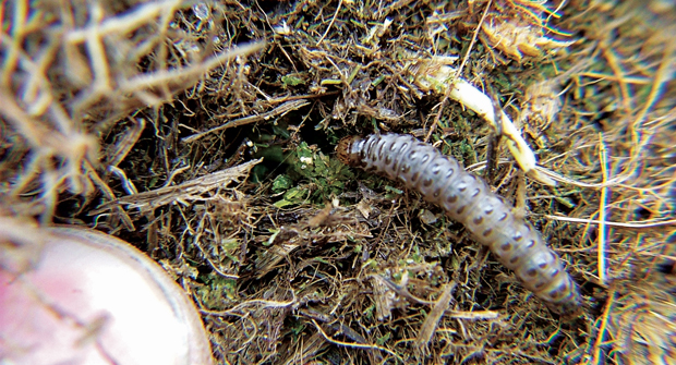 Sod webworms morph into moths, which can lay 200 or more eggs per night, turning a small problem into a much larger one. (Photo: Weed man)