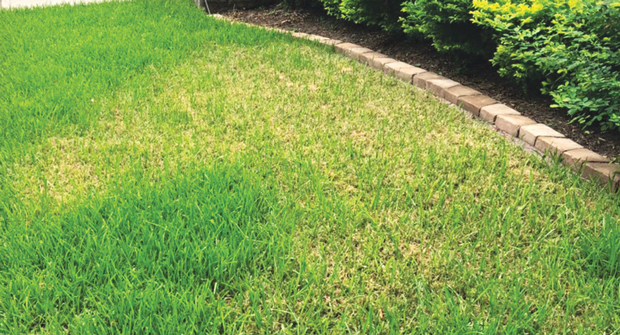 Brown spots left by sod webworms are often misdiagnosed. It’s important for LCOs to take the time to confirm the cause of the damaged turf. (Photo: Weed Man)
