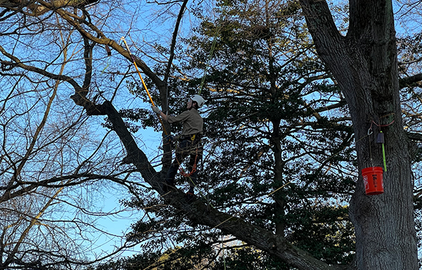 The arboriculture techniques event was a crowd favorite. Students were tested on their ability to safely and quickly climb trees. (Photo: LM Staff)