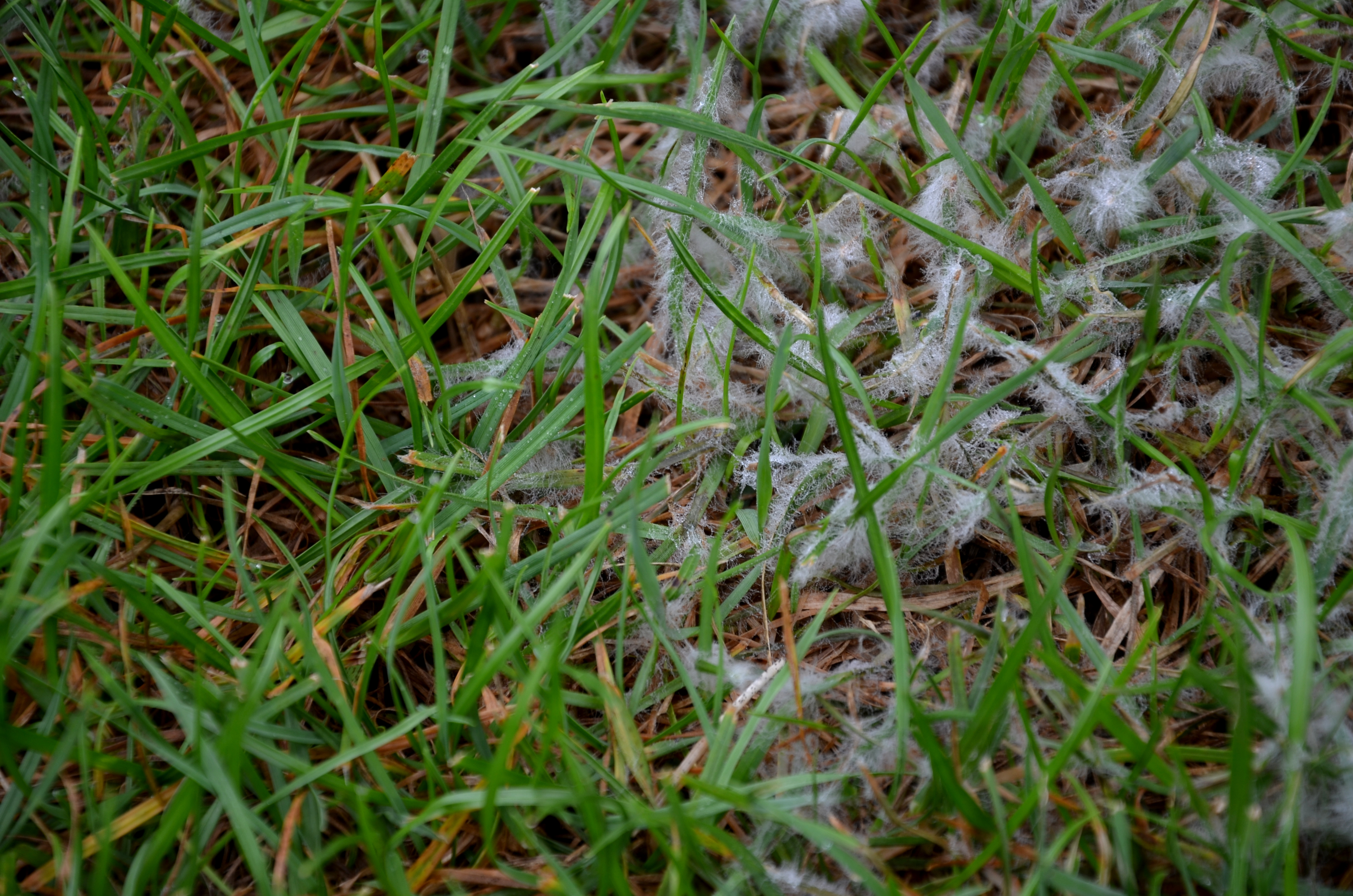Snow Mold