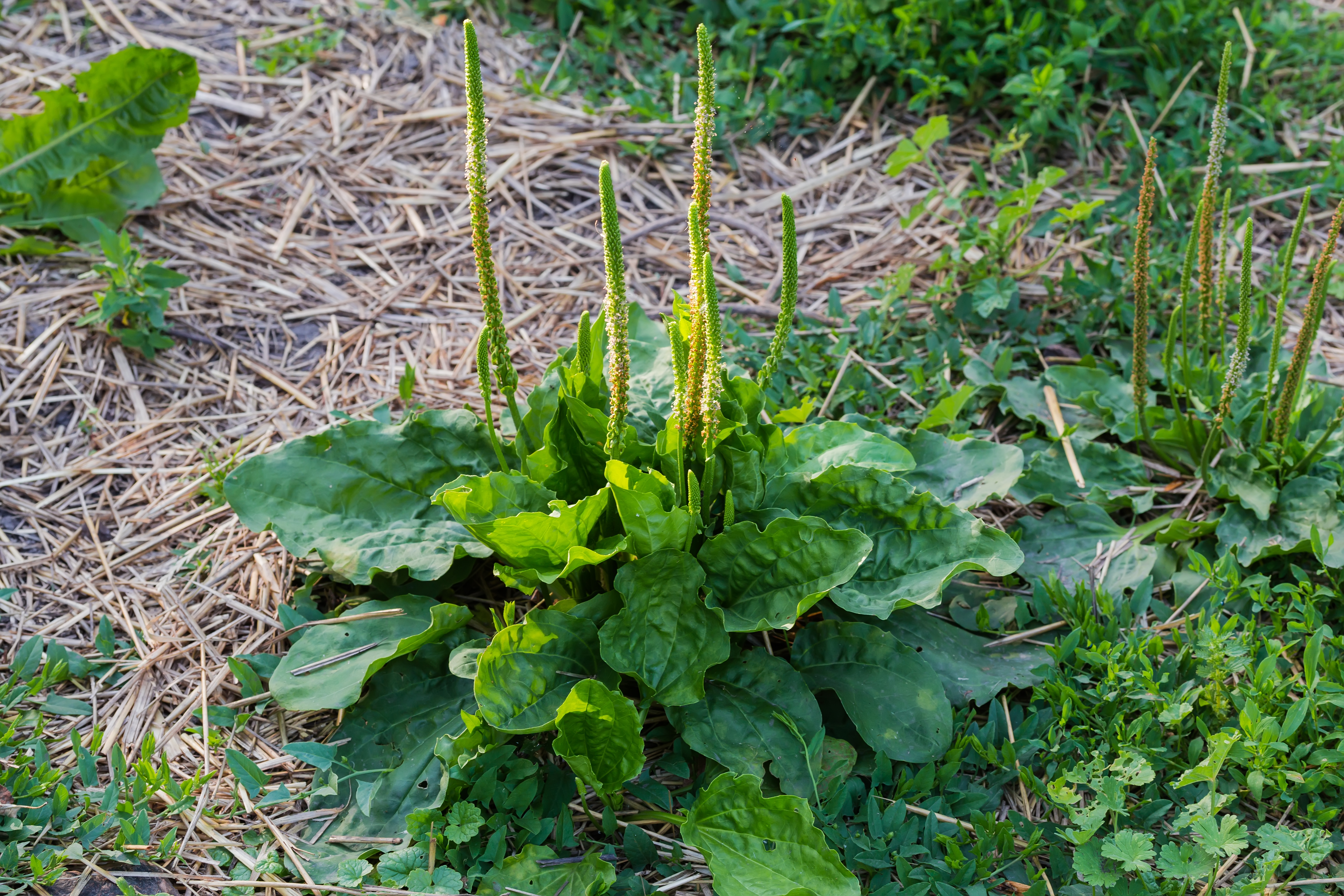 Photo: Broadleaf Weed