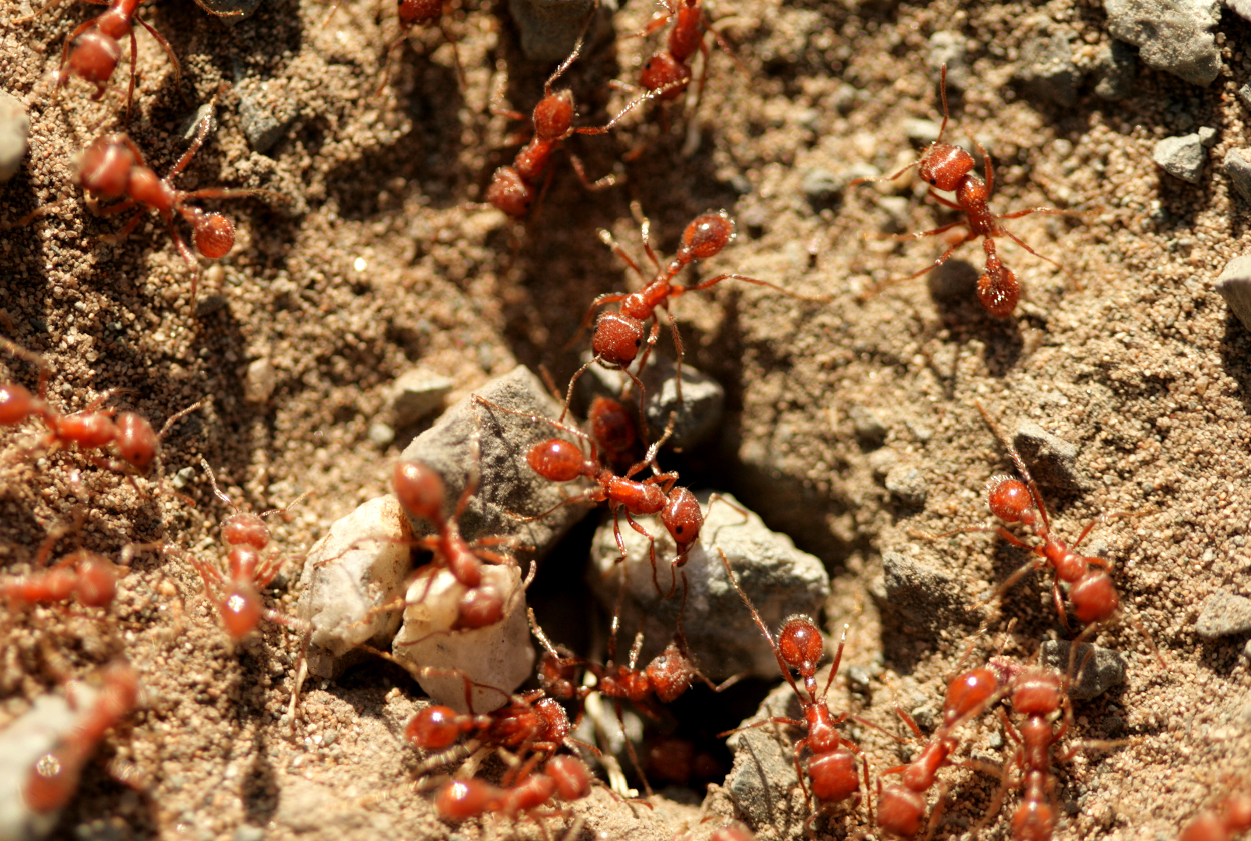Photo: Fire Ants