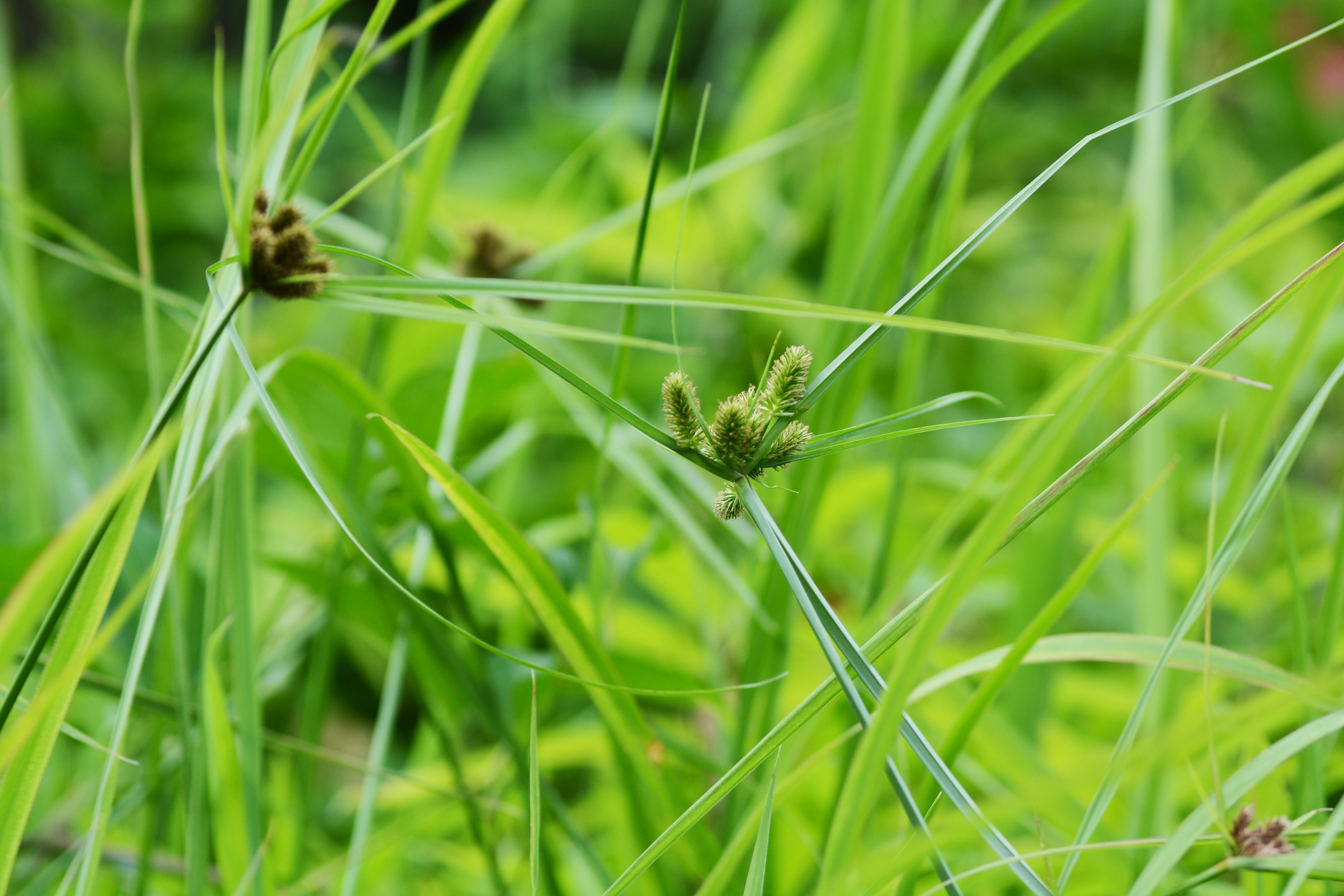 Photo: Yellow Nutsedge