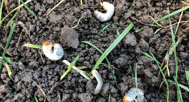 Grubs can ruin a lawn by eating roots, causing browning and turf loss. (Photo: Quali-pro)
