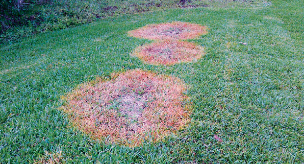 Moisture plays a role in many turf diseases, including brown patch. Experts suggest pros deploy any method that reduces the duration of leaf wetness. (Photo: Control Solutions Inc.)