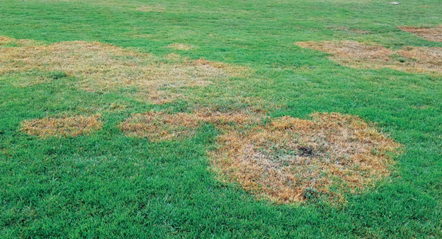 Experts suggest two fungicide applications in the fall, four weeks apart, to treat large patch. (Photo: FMC)