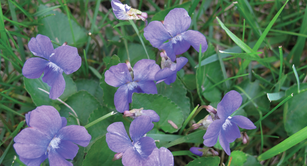 Wild violet, like ground ivy, can be found in shady areas. Both weeds have purple flowers, making it easy for LCOs to misidentify them. (Photo: PBI-Gordon)