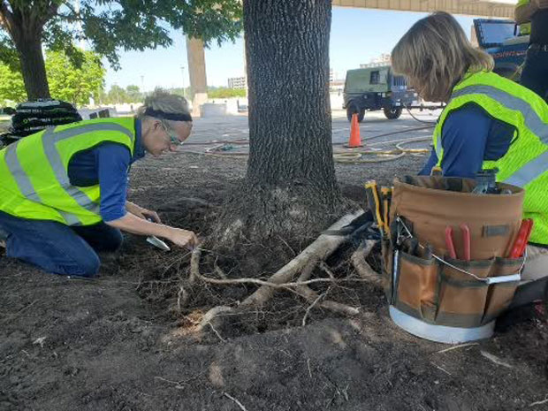 SiteOne Landscape Supply partnered with Mirimichi Green, Arbor Masters and Arborjet to treat ash trees in Des Moines, Iowa. (Photo: SiteOne Landscape Supply)