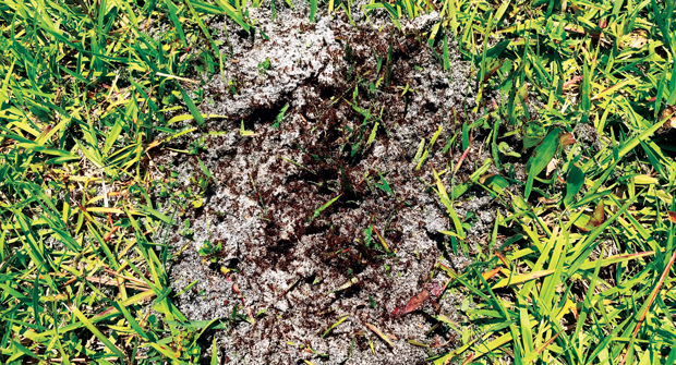 Fire ant mounds have many entrances, while other ants have a single, central entrance hole. (Photo: Quality-Pro)