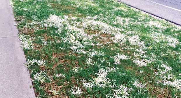 This postemergent mesotrione application on crabgrass resulted in bleached plants. Similar effects could happen with topramezone applications. (Photo: Aaron Hathaway, Nufarm)