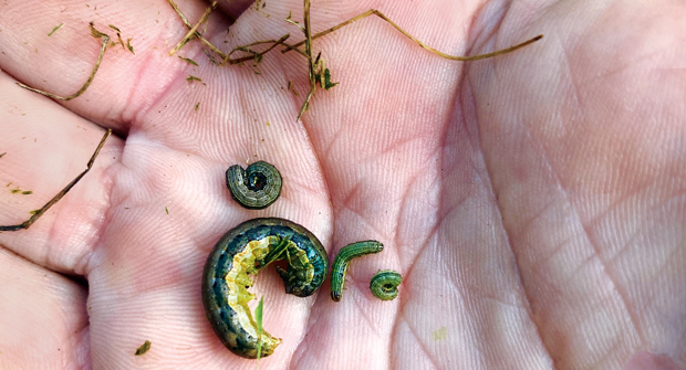 Typically found in the southern part of the U.S., fall armyworm made its way north and took some pros by surprise last year. (Photo: Steven Elder)