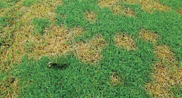 Early signs of Pythium blight include yellowish or brown spots ranging from the size of a quarter up to 6 inches in diameter. (Photo: PBI-Gordon)