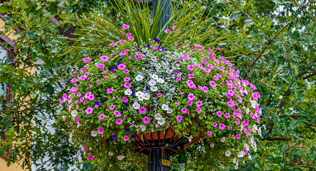 Photo courtesy of Ruppert Landscape